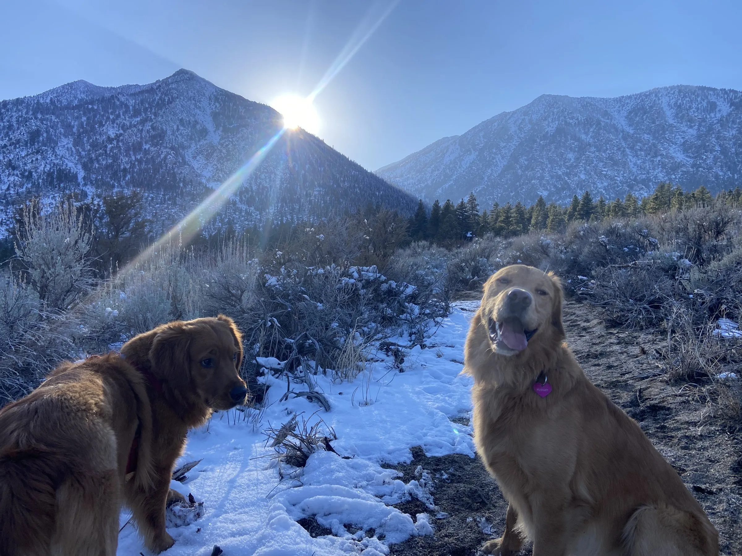 Two golden retrievers on a snowy trail in the Carson Range